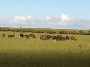 CLIP: 3 con báo săn vội vàng bỏ chạy khi bị trâu rừng tấn công