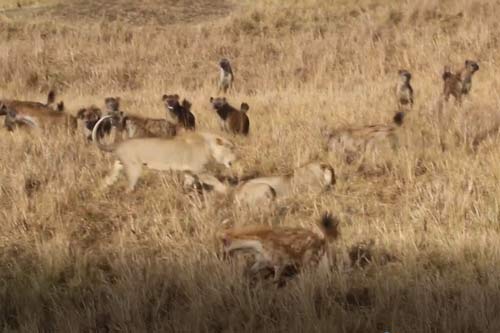 CLIP: "Anh em" sư tử đối đầu 40 con linh cẩu