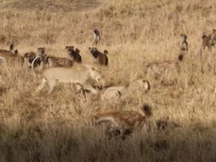 CLIP: "Anh em" sư tử đối đầu 40 con linh cẩu