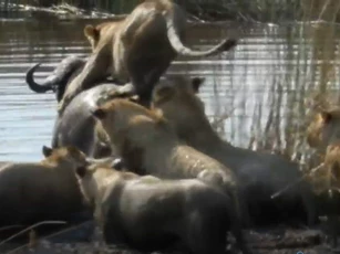 CLIP: Đàn sư tử truy sát trâu rừng