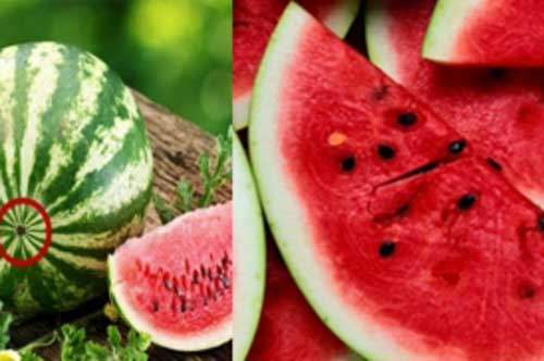 Cách chọn dưa hấu, dưa lê, dưa leo ngon tuyệt phẩm, không nhiễm hóa chất không sâu bệnh