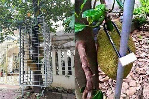 Bất ngờ phát hiện 2 quả mít "không cánh mà bay", gia chủ có màn chống trộm làm ai cũng choáng