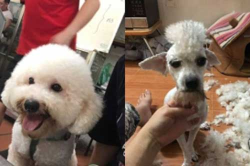 Thử tay nghề tỉa lông thú cưng "đỉnh cao" của đứa em và cái kết khiến thiên hạ "cười ra nước mắt"