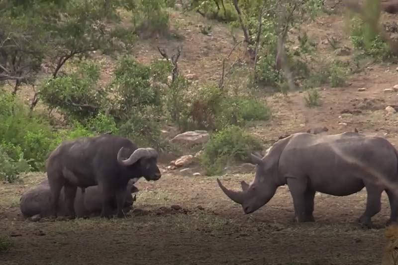 CLIP: Tê giác cà khịa trâu rừng để giành lãnh thổ và cái kết