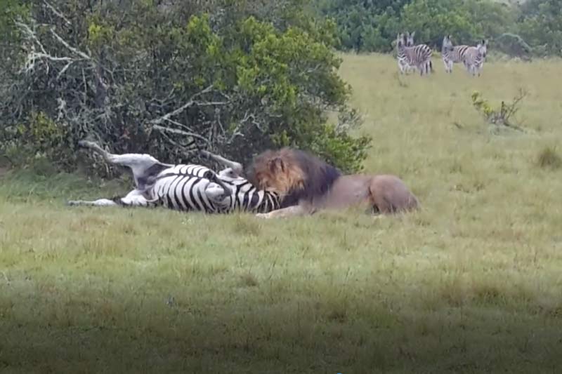 CLIP: Sư tử đực hạ gục ngựa vằn trong vòng "một nốt nhạc"