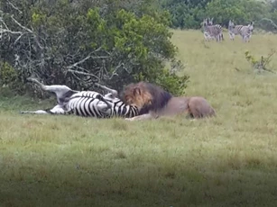 CLIP: Sư tử đực hạ gục ngựa vằn trong vòng "một nốt nhạc"