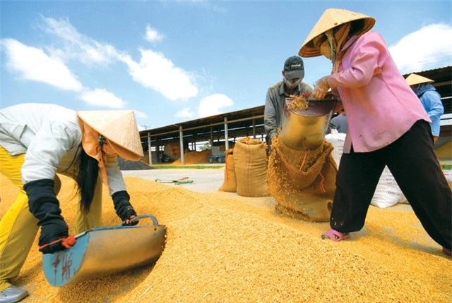 Hạt gạo Việt và câu chuyện chiếu dưới sau 30 năm xuất khẩu - Ảnh 1.