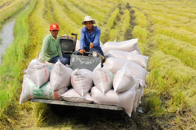 Hạt gạo Việt và câu chuyện chiếu dưới sau 30 năm xuất khẩu - Ảnh 2.