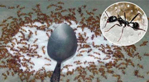Tuyệt chiêu đuổi kiến ra khỏi nhà chỉ bằng 1 thìa muối