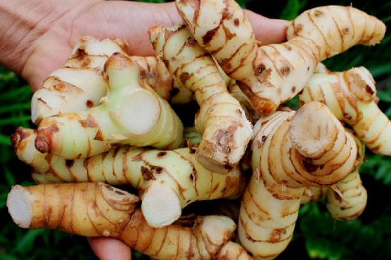 Loại củ có tác dụng phòng và trị 8 loại ung, chữa đau nhức xương khớp thư mọc đầy ở Việt Nam 