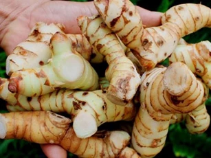 Loại củ có tác dụng phòng và trị 8 loại ung, chữa đau nhức xương khớp thư mọc đầy ở Việt Nam