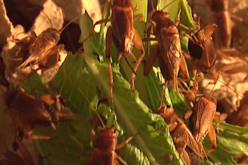 Hà Nội: Lãi gần 1 tỷ đồng/năm nhờ nuôi côn trùng và bò sát