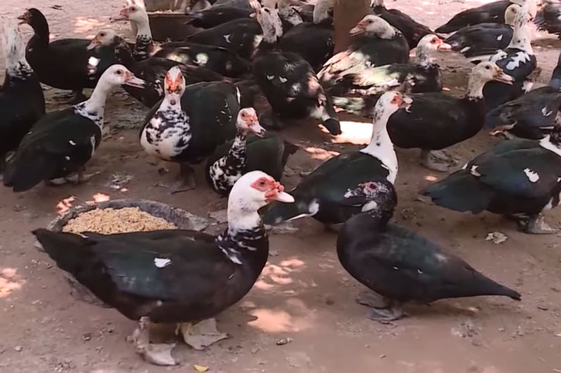 Hà Nội: Lãi gần 200 triệu đồng/năm nhờ nuôi ngan bằng bã bia