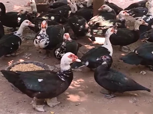 Hà Nội: Lãi gần 200 triệu đồng/năm nhờ nuôi ngan bằng bã bia