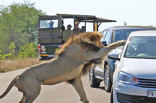 Hoảng hồn trước cảnh sư tử đòi bắt người trong ôtô