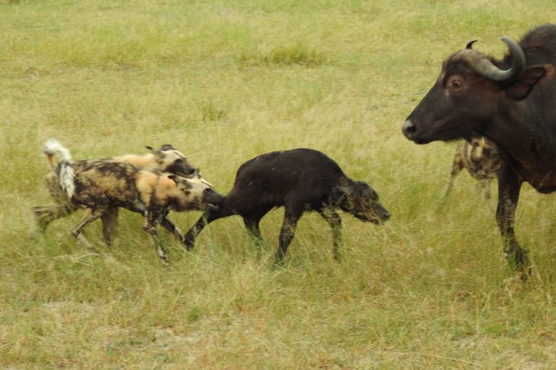 Trâu rừng mẹ 1 mình chiến đấu với bầy chó hoang châu Phi để bảo vệ con non và cái kết