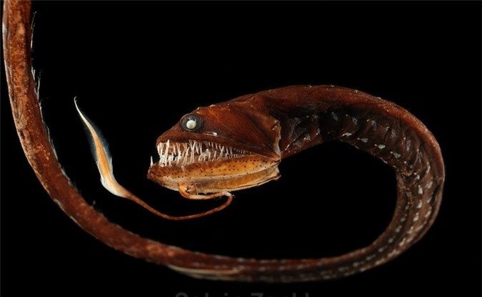 Cận cảnh loài thủy quái đáng sợ nhất hành tinh dưới lòng đại dương