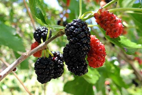 "Thần dược" chống ung thư lại giúp bạn cả đời không mắc bệnh tim mạch