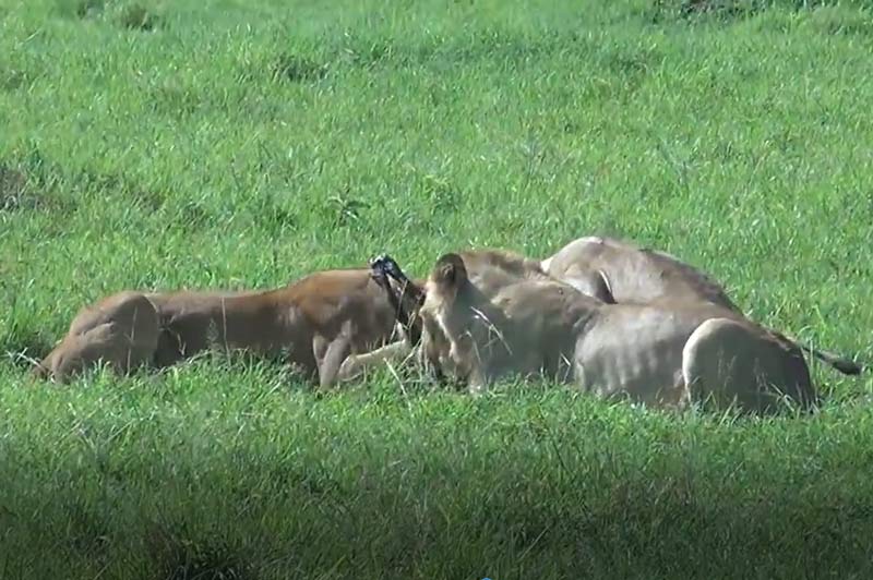 CLIP: Màn rượt đuổi "nghẹt thở" giữa 3 con sư tử và lợn bướu