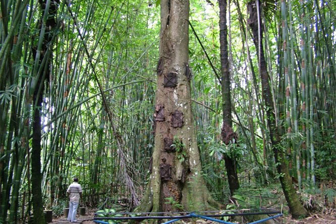 Kỳ lạ nghi lễ chôn cất hài nhi trong thân cây ở Indonesia