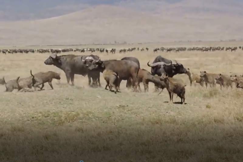 CLIP: 7 con trâu rừng quyết chiến với đàn linh cẩu