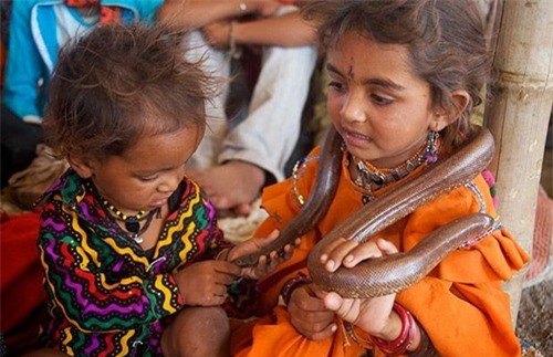 Khám phá sự bí ẩn của bộ tộc sống chung với rắn độc