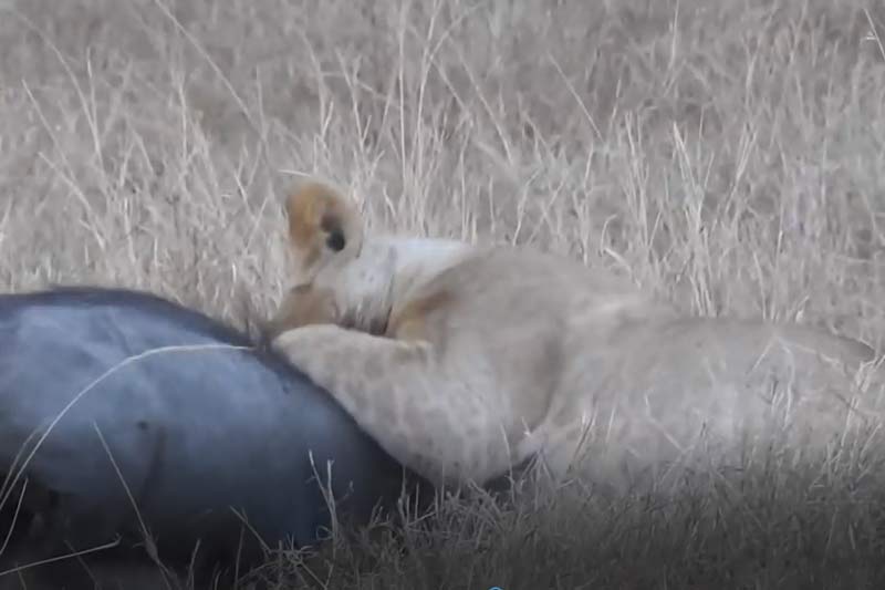 CLIP: Sư tử đào hang tóm cổ lợn bướu