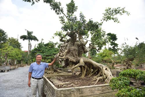 Chiêm ngưỡng khu vườn triệu đô của ông" vua cây cảnh"