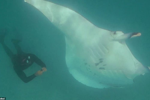 Cá đuối khổng lồ tiếp cận thợ lặn để làm một điều khó tin