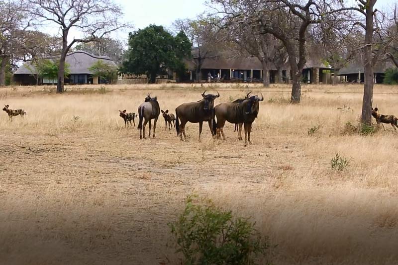 CLIP: Đàn chó hoang đụng độ linh dương đầu bò và cái kết bất ngờ