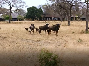 CLIP: Đàn chó hoang đụng độ linh dương đầu bò và cái kết bất ngờ