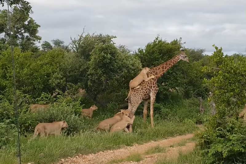 Hươu cao cổ 'đơn thương độc mã' chống lại bầy sư tử và cái kết khó tin