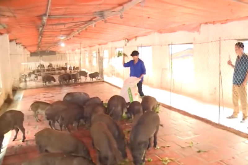 'Đệ nhất' lợn rừng, gà rừng chia sẻ bí quyết làm giàu