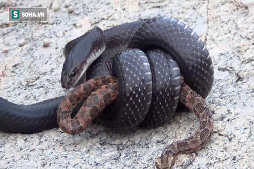 Sở hữu nọc độc nguy hiểm top 4 thế giới, rắn chúa bụi vẫn bỏ mạng vì hung thần này