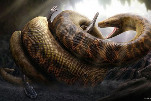 Trăn Anaconda chỉ là loài vật tí hon bởi trăn khổng lồ Titanoboa có thể nuốt chửng cả khủng long