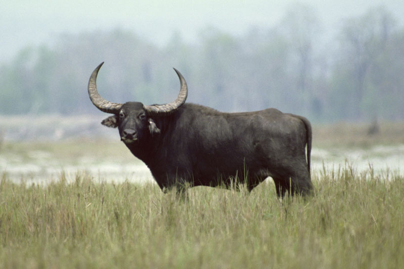 3 con giáp dễ 'đổi đời' trúng lớn, tiền bạc chật két trước Tết Trung thu 2020