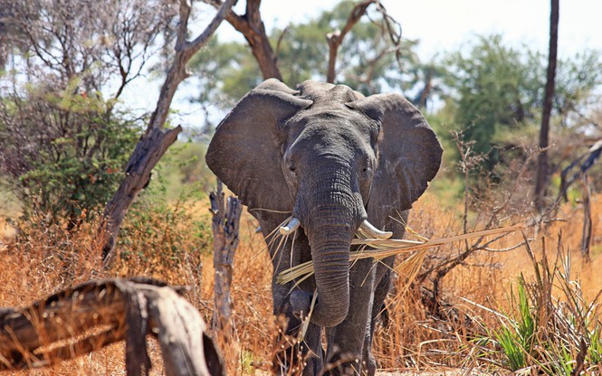 Những loài động vật nào khổng lồ nhất thế giới?