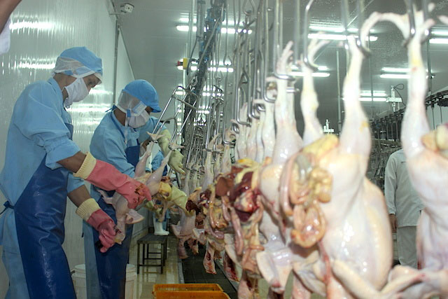 Soi 'điểm nghẽn' xuất khẩu của ngành chăn nuôi