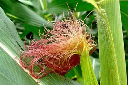 Những công dụng thần kỳ của nước râu ngô, không phải ai cũng biết mà tận dụng