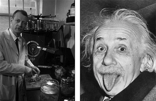 Chuyện ly kỳ về bộ não bị đánh cắp của thiên tài Einstein