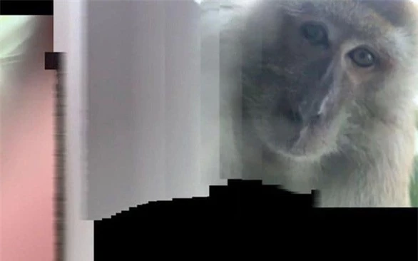  Một tấm ảnh selfie khác của chú khỉ trong điện thoại Rodzi - Ảnh: Twitter  