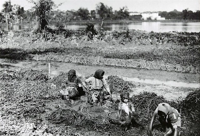 Cấy rau muống