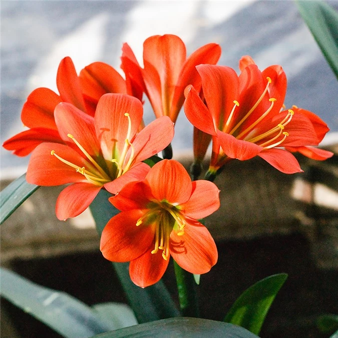 Màu sắc của loài hoa này mang đến sự may mắn cho các gia đình