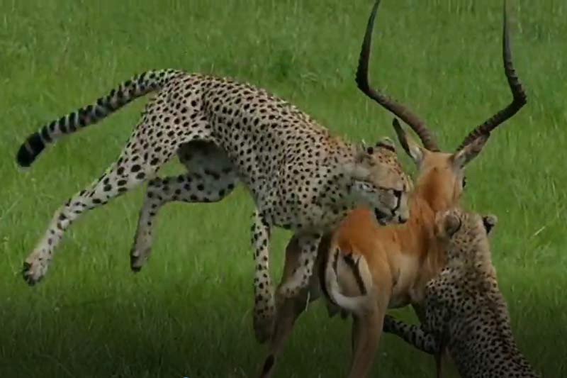 CLIP: Bị 3 con báo săn cắn vào cổ, linh dương Impala thoát chết "thần kỳ" 