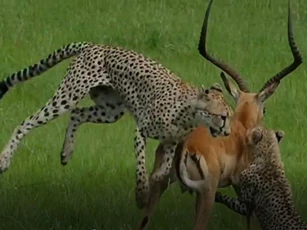 CLIP: Bị 3 con báo săn cắn vào cổ, linh dương Impala thoát chết "thần kỳ"