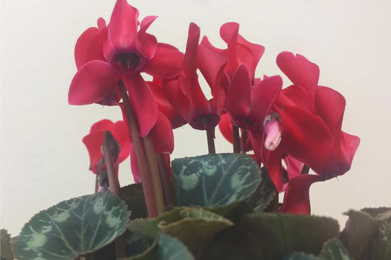 Cây độc: 'Thần chết ẩn nấp' trong loài hoa nhút nhát luôn cúi gằm mặt