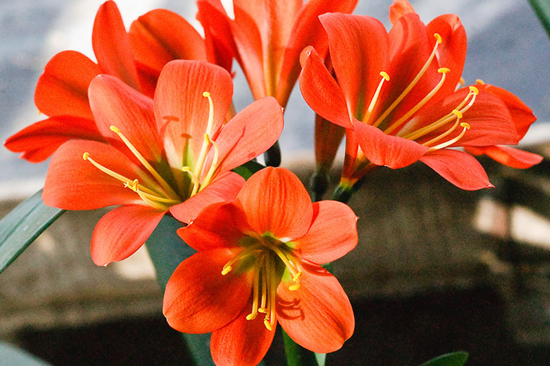 Trồng ngay loài hoa vừa sang trọng, yêu kiều vừa mang phong thủy tốt, rước quý nhân vào nhà bạn