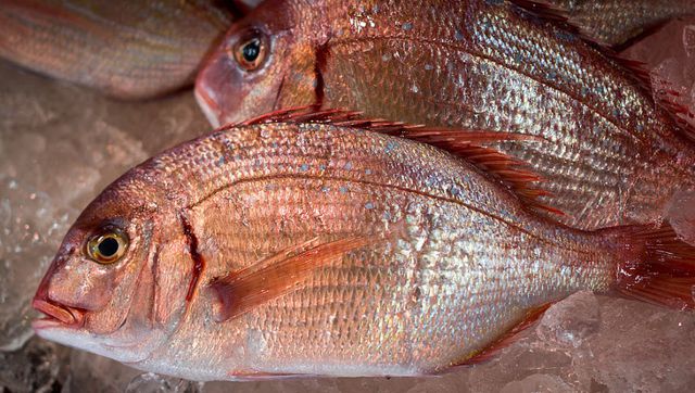 Top những động vật sống "thọ" nhất Trái Đất