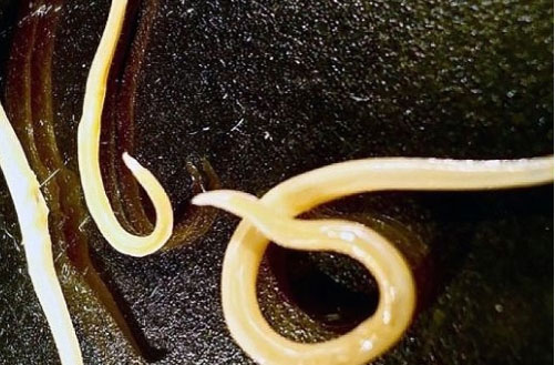 Chuyện lạ: Cặp giun bị đóng băng 42.000 năm vẫn tiếp tục sống bình thường