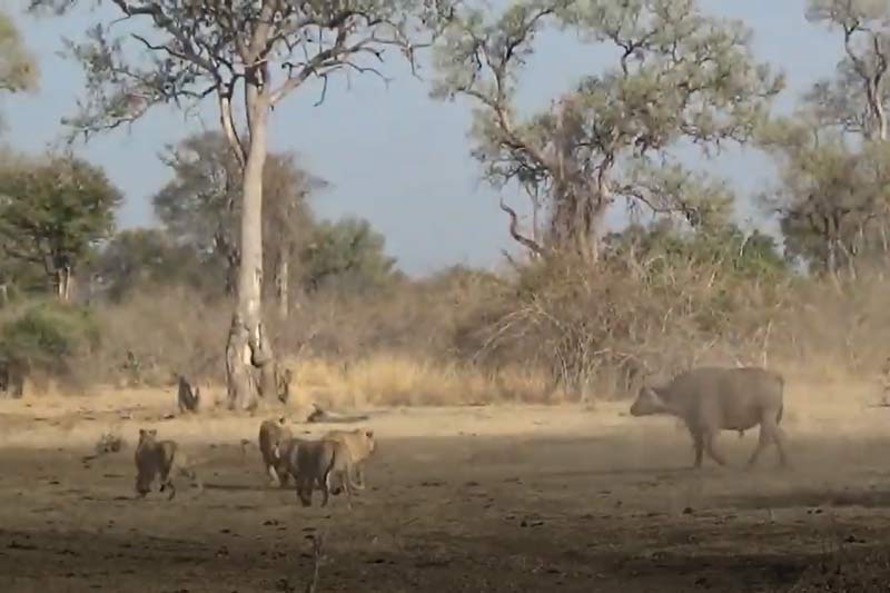 CLIP: Trâu rừng đoàn kết kéo nhau tấn công đàn sư tử hung tợn